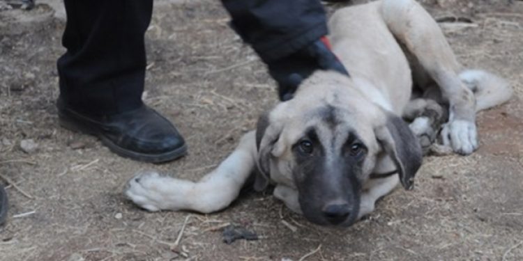 Kemerle işkence ettikleri köpeği 20 metre yükseklikten attılar