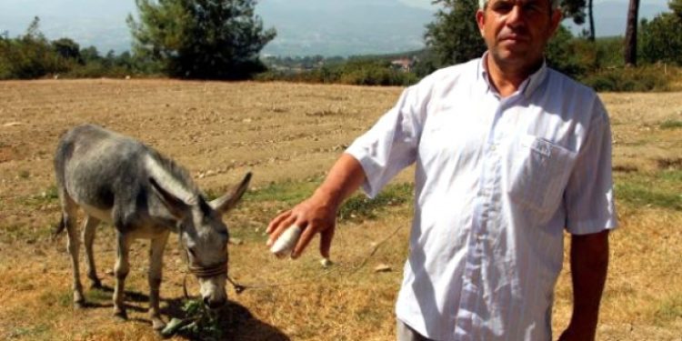 Eşek, sahibine saldırıp parmağını kopardı!