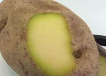 Aldığınız patates böyle görünüyorsa hemen atın