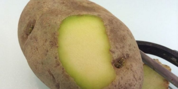 Aldığınız patates böyle görünüyorsa hemen atın