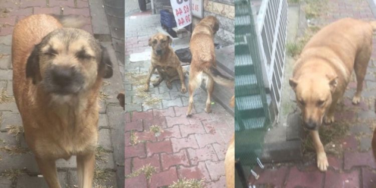 Eyüp Belediyesi bu defa sahip çıkılan köpekleri topladı