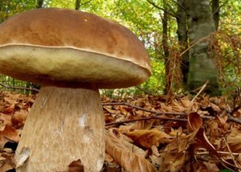 Bilim adamları: Gençliğin uzatılmasını sağlamak için çörek mantarı yiyin