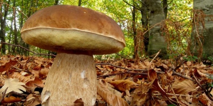 Bilim adamları: Gençliğin uzatılmasını sağlamak için çörek mantarı yiyin