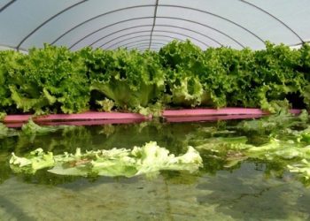 Gölete çevirdiği serada servet kazanıyor