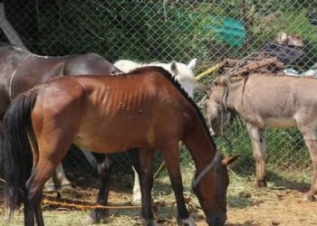 Son 10 yılda at, eşek ve katır sayısı yarı yarıya azaldı