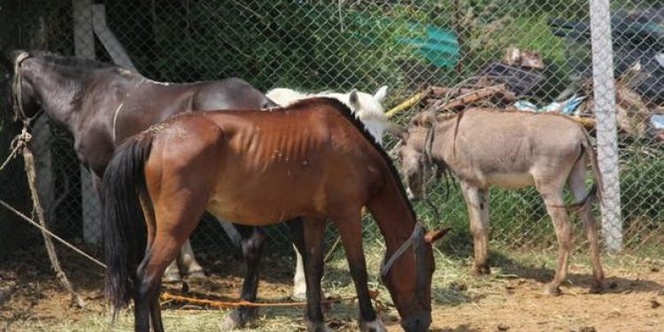 Son 10 yılda at, eşek ve katır sayısı yarı yarıya azaldı