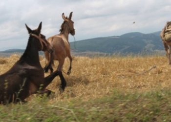 Adana’da at ve eşeklere ait çok sayıda kemik bulundu!