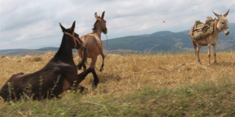 Adana’da at ve eşeklere ait çok sayıda kemik bulundu!