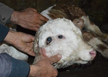 Ağrı’da çift başlı buzağı dünyaya geldi