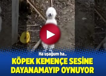 Köpek kemençe sesine dayanamayıp oynuyor