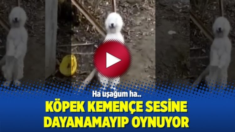 Köpek kemençe sesine dayanamayıp oynuyor