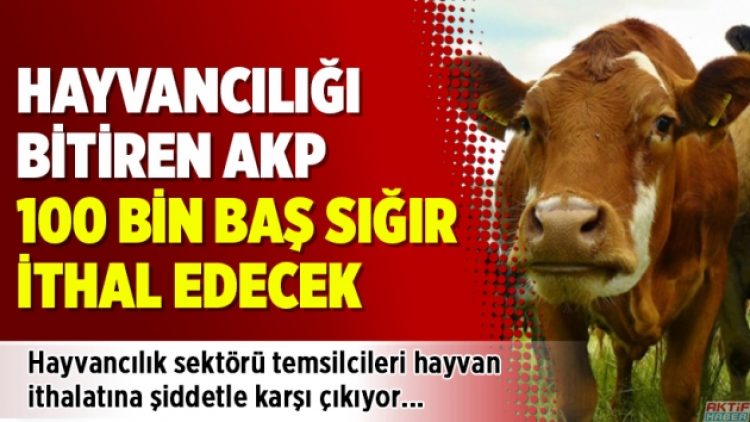 Hayvancılığı bitiren AKP 100 bin baş sığır ithal edecek