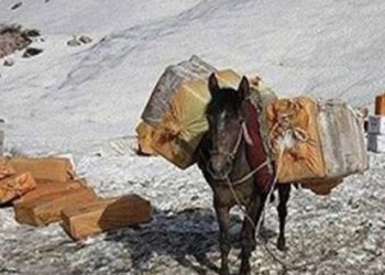 Gözaltındaki katırlar ile ilgili yeni gelişme