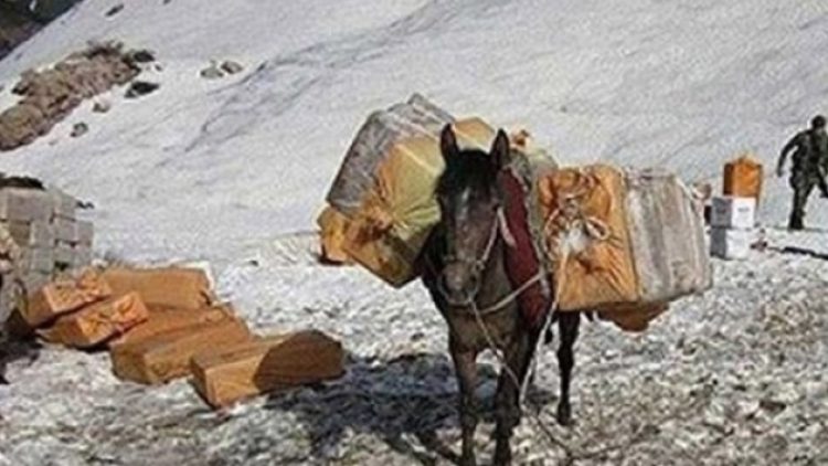 Gözaltındaki katırlar ile ilgili yeni gelişme