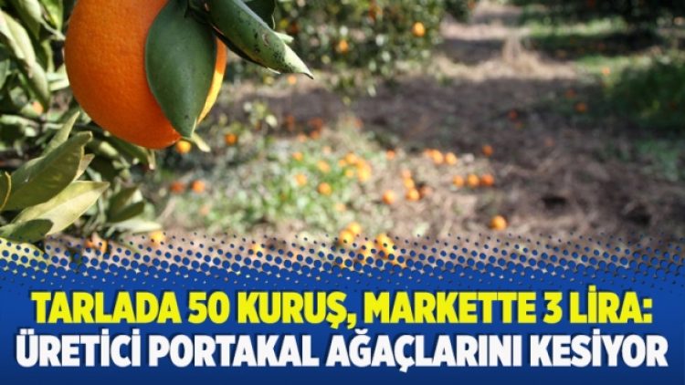 Tarlada 50 kuruş, markette 3 lira: Üretici portakal ağaçlarını kesiyor
