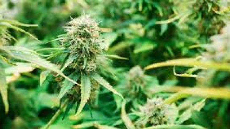 Balkanlardan esen rüzgar, bu sefer Hintkeneviri taşıyor