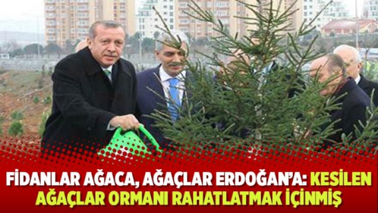 ​Fidanlar ağaca, ağaçlar Erdoğan’a: Kesilen ağaçlar ormanı rahatlatmak içinmiş