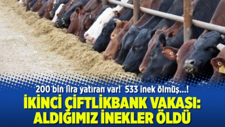İkinci Çiftlik Bank vakası: Aldığımız inekler öldü geçmiş olsun!