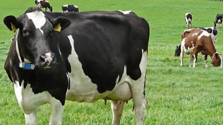 İthalata rağmen yerli et fiyatları artış gösterdi