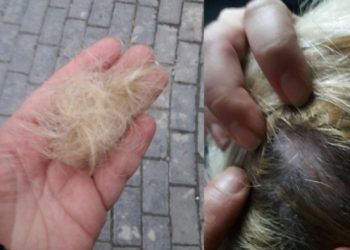 Polis eylemcinin saçını yoldu