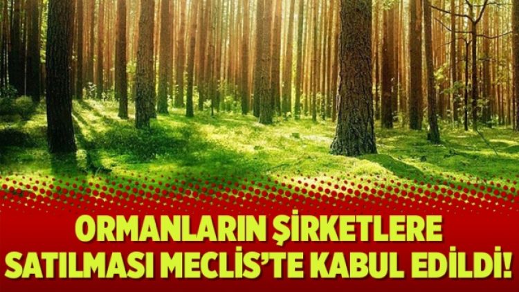 Ormanların şirketlere satılması Meclis’te kabul edildi!
