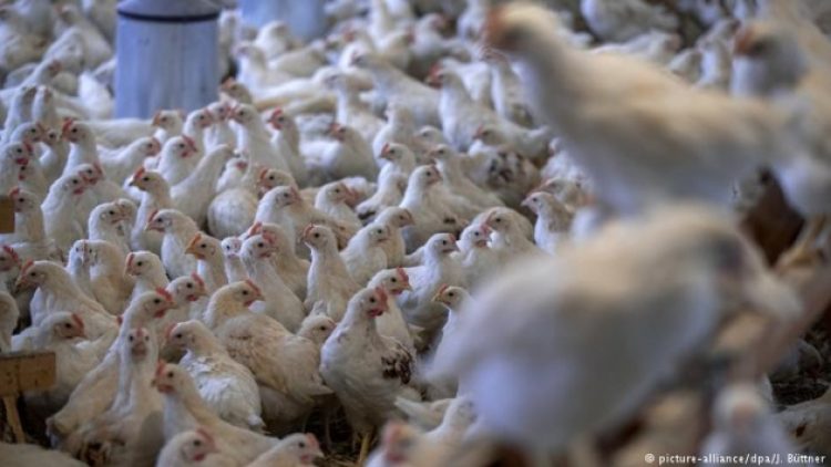 Rusya Türkiye’ye kanatlı hayvan satacak