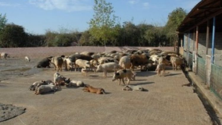 ‘Türkiye’de domuz eti yemeyen kalmadı’