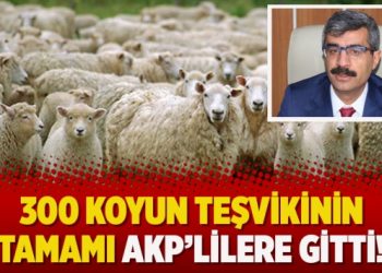 300 koyun teşvikinin tamamı AKP’lilere gitti