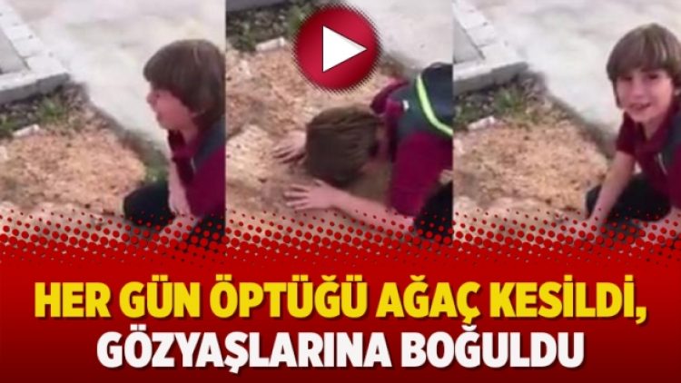 Her gün öptüğü ağaç kesildi, gözyaşlarına boğuldu