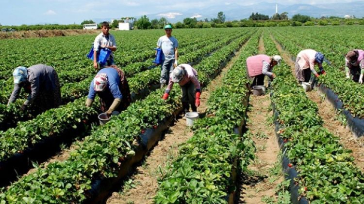 Krizin ayak sesleri: Döviz kuru tarımı da vuracak