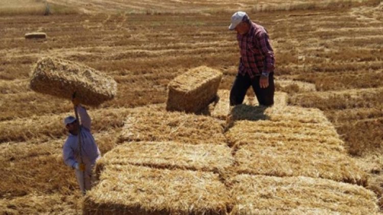 Samanın fiyatı ikiye katlandı