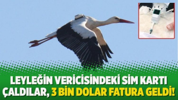Leyleğin vericisindeki sim kartı çaldılar, 3 bin Dolar fatura geldi!