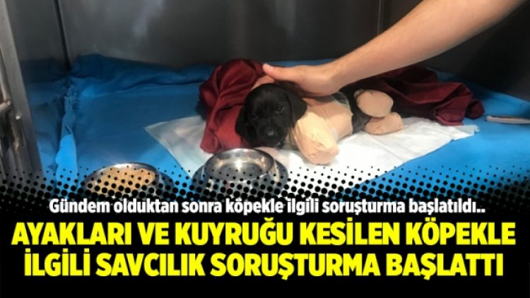 Ayakları ve kuyruğu kesilen köpekle ilgili savcılık soruşturma başlattı