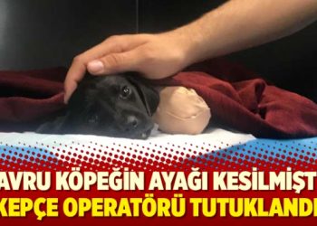 Yavru köpeğin ayağı kesilmişti: Kepçe operatörü tutuklandı