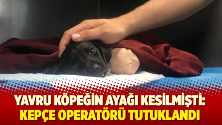 Yavru köpeğin ayağı kesilmişti: Kepçe operatörü tutuklandı