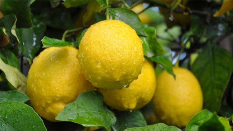 Limon fiyatlarında rekor artış: Tanesi 1.5 lira oldu