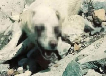 Vahşet! Köpeğin iki gözünü oydular