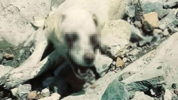 Vahşet! Köpeğin iki gözünü oydular