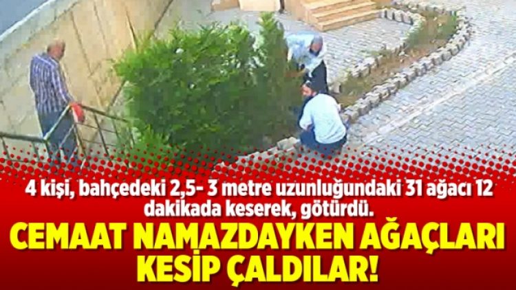 Cemaat namazdayken ağaçları kesip çaldılar!