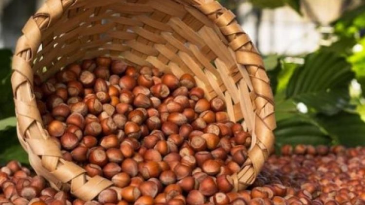 Fındık üreticilerine kötü haber