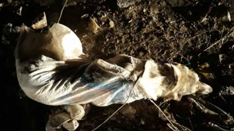 Köpeği telle bağlayıp çöpe attılar