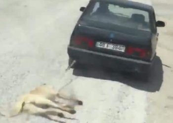 Köpeği otomobilin arkasına bağlayıp sürükleyen kişi gözaltına alındı