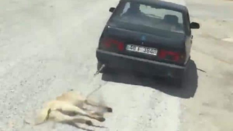 Köpeği otomobilin arkasına bağlayıp sürükleyen kişi gözaltına alındı