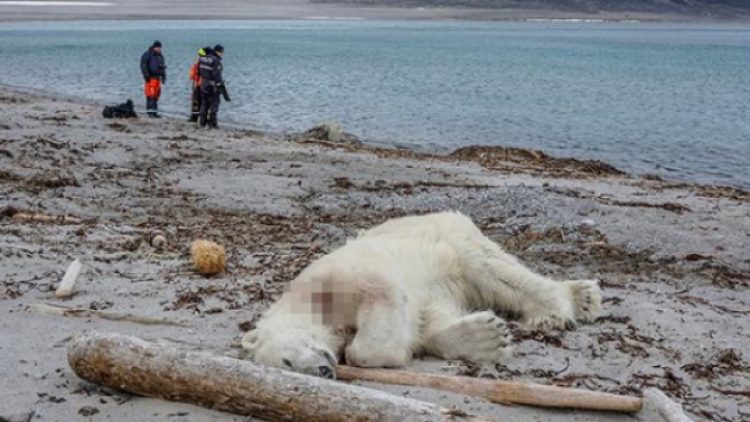 Yolcu gemisi görevlisi kutup ayısını öldürdü