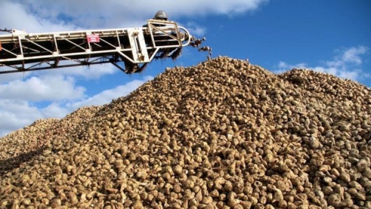 Şeker kotaları Cumhurbaşkanı kararıyla belirlendi
