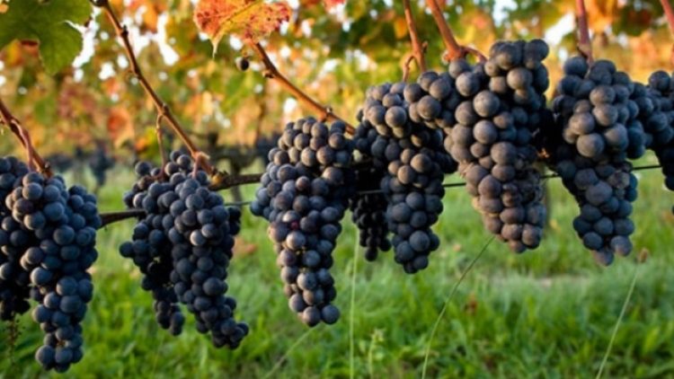 Rusya, Türkiye’den getirilen 25 ton üzümü geri çevirdi