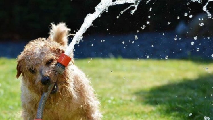 CHP’li Tanal’dan hayvana şiddete hapis cezası teklifi