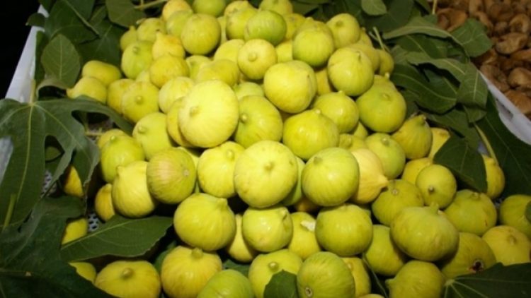 Aydın’da JES’ler: İncir bitiyor kanser artıyor