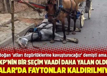Erdoğan ‘atları özgürlüklerine kavuşturacağız’ demişti ama faytonlar kaldırılmıyor