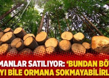 Ormanlar satılıyor: ‘Bundan böyle ayıyı bile ormana sokmayabilirler’